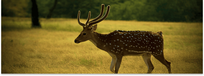 Ranthambore, Rajasthan - Best place to visit in April - Full Moon Holidays